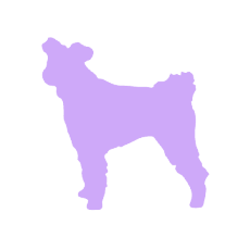 Terrier